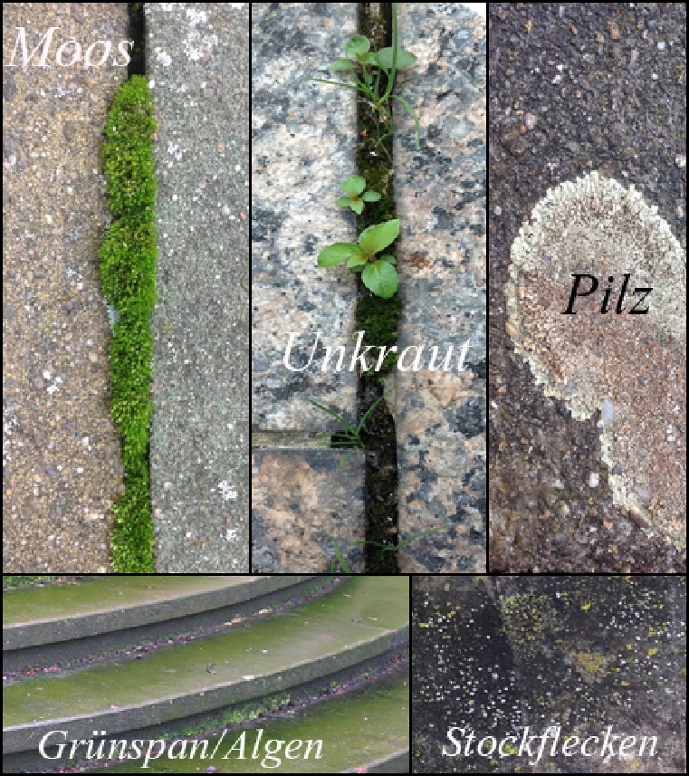 Bild: Moos, Unkraut, Pilzflechten, Grünspan und Stockflecken an Oberflächen entfernen durch Naturstein Biermann